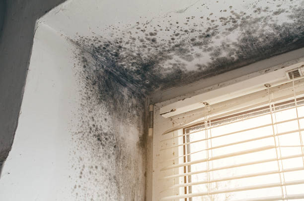 Affordable Attic Mold Remediation solutions in Oxford, GA